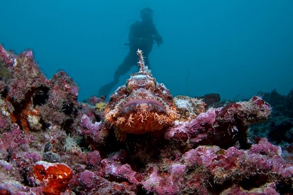 Scuba Diving